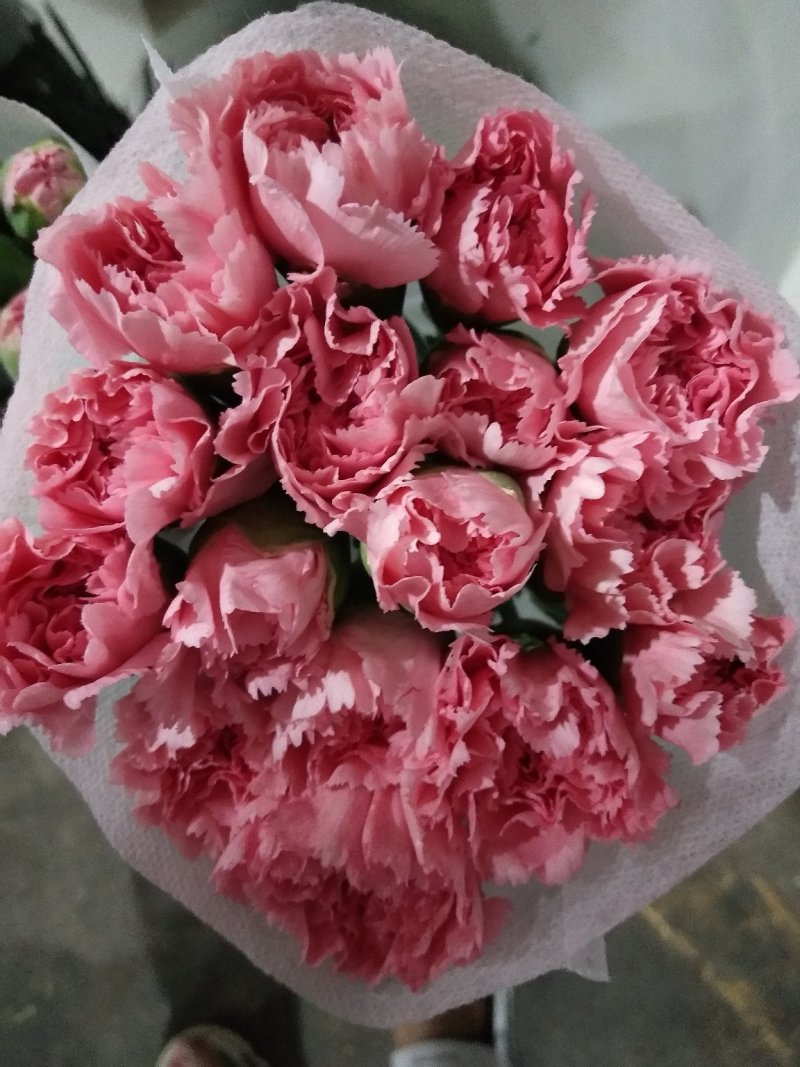 各色康乃馨，花头大，杆子粗，