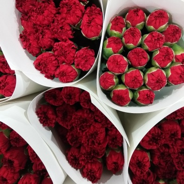 各色康乃馨，花头大，杆子粗，