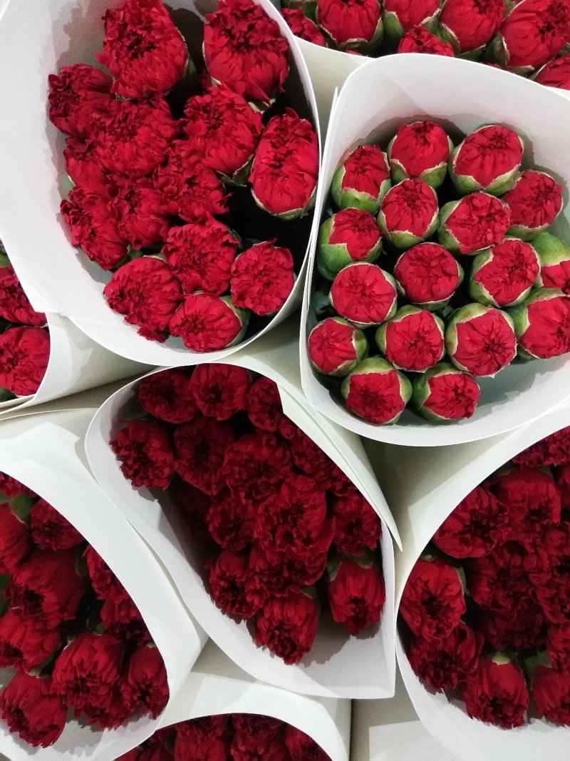 各色康乃馨，花头大，杆子粗，