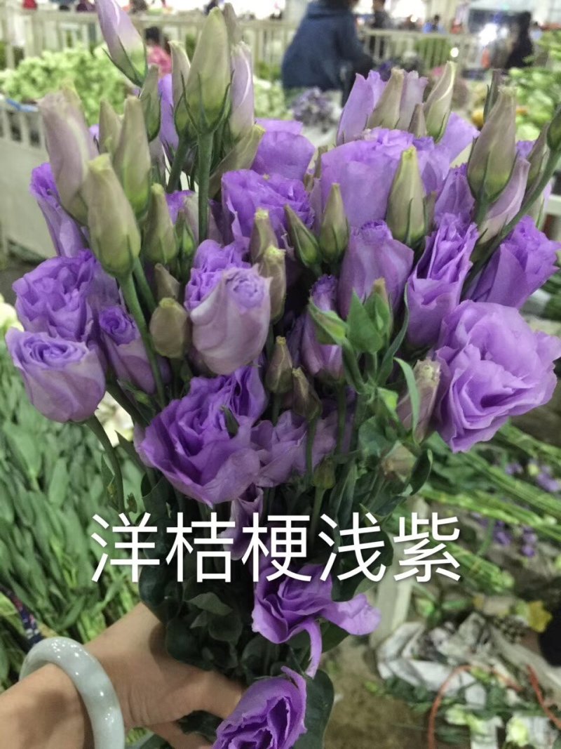 洋桔梗