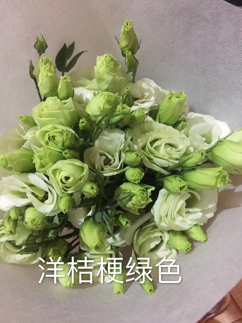 洋桔梗