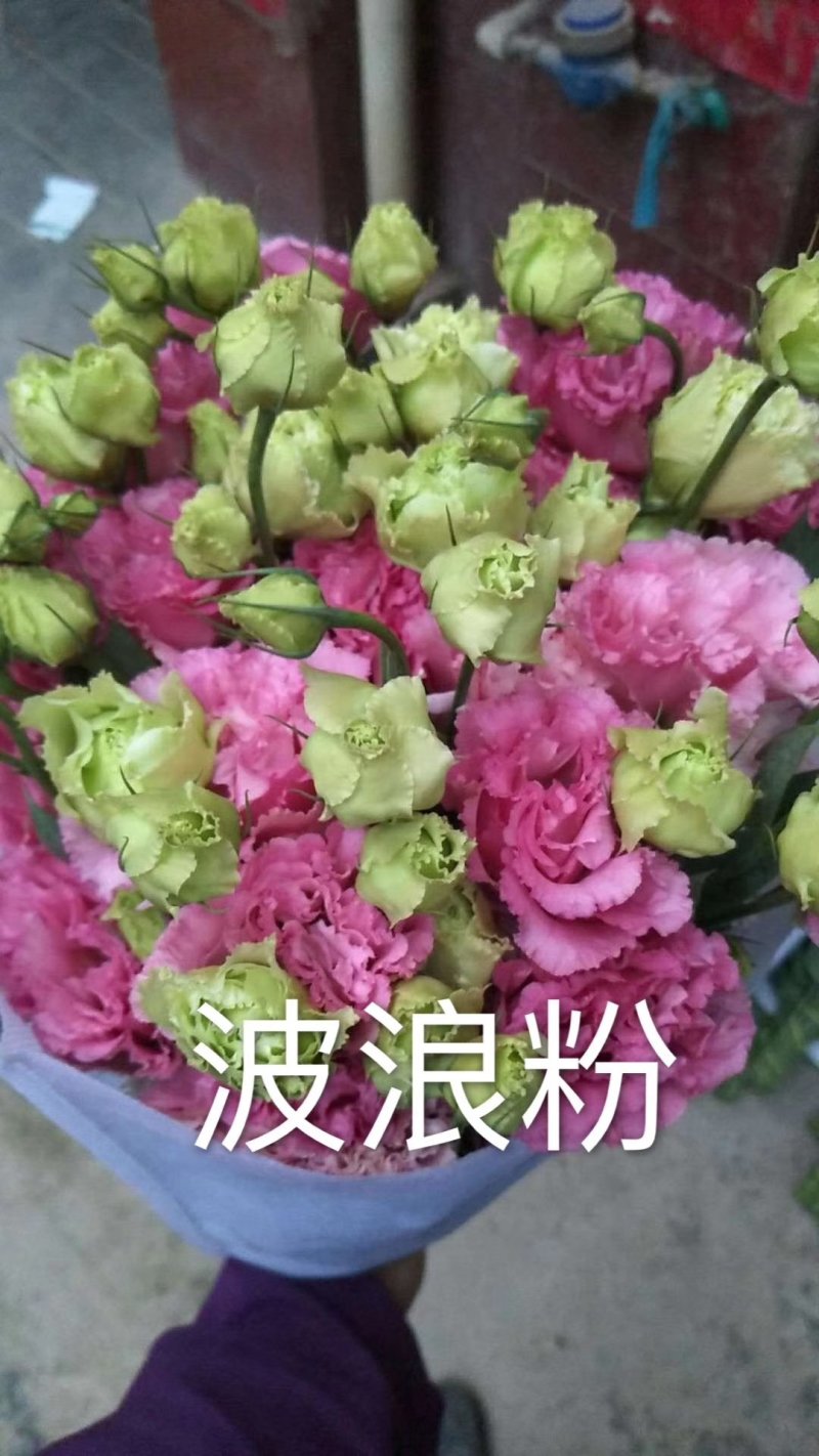 洋桔梗