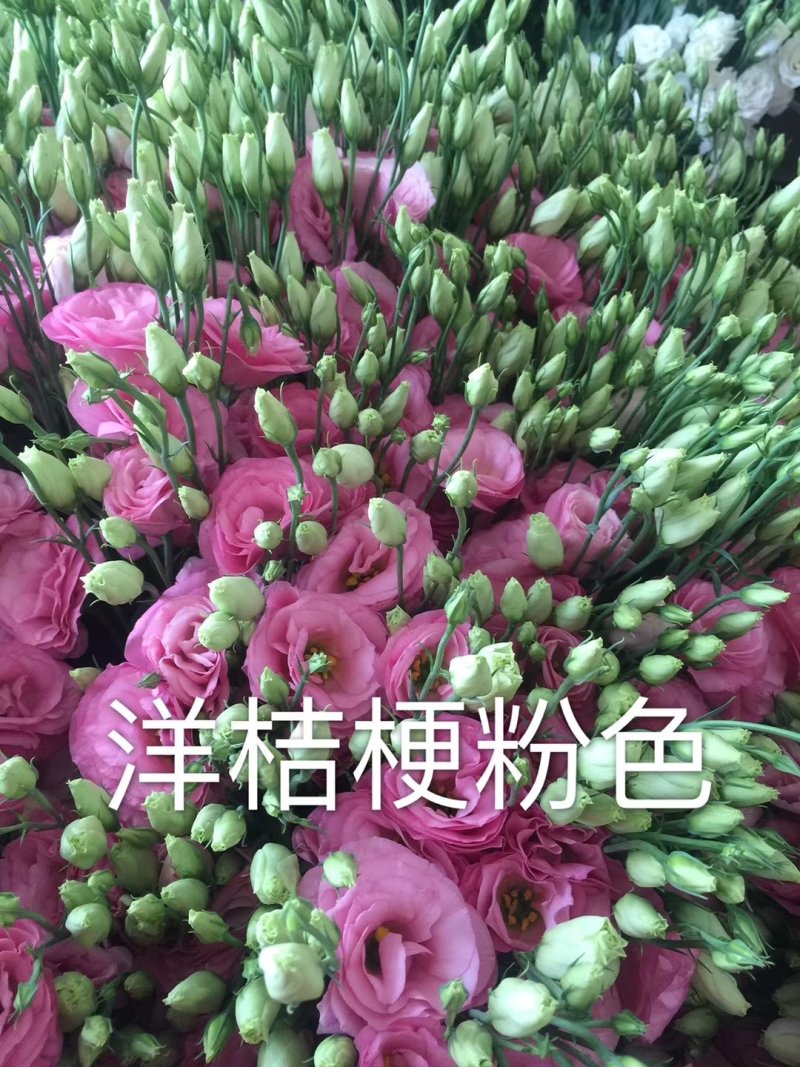 洋桔梗