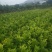 包邮金葵，金秋(沙糖桔)沃柑(香橙，091)苗农直供