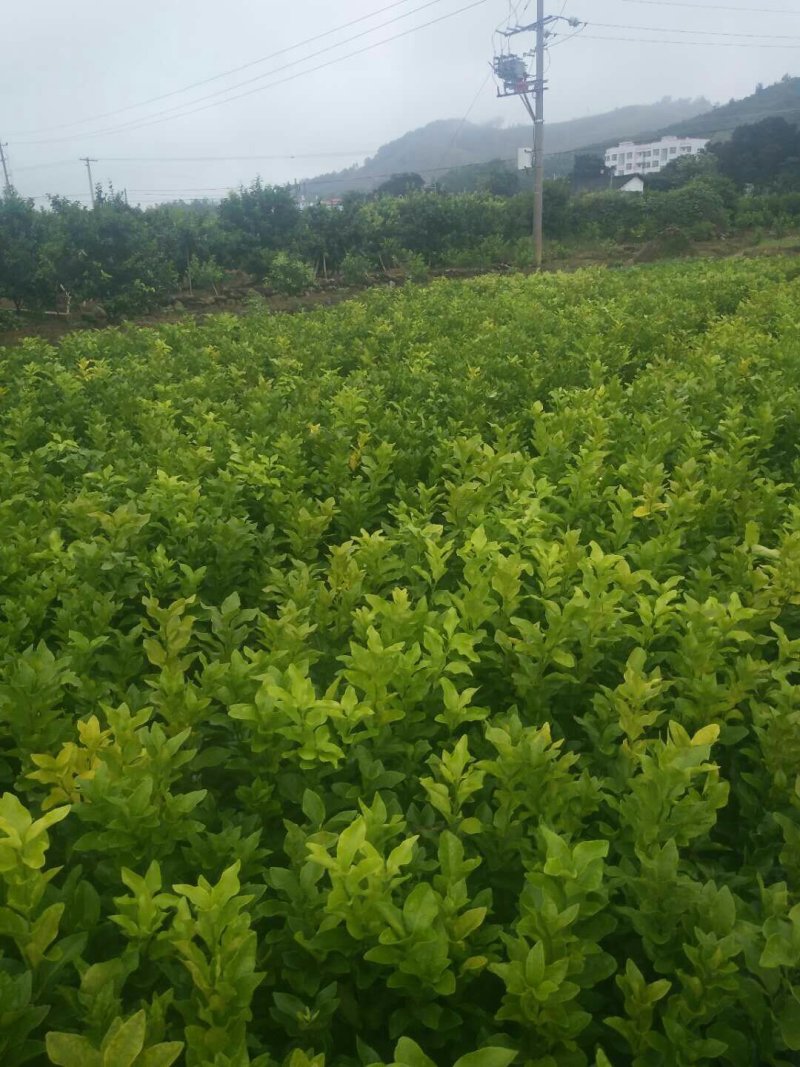 包邮金葵，金秋(沙糖桔)沃柑(香橙，091)苗农直供