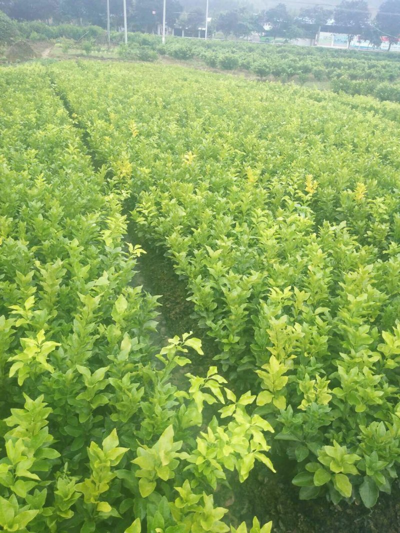 包邮金葵，金秋(沙糖桔)沃柑(香橙，091)苗农直供