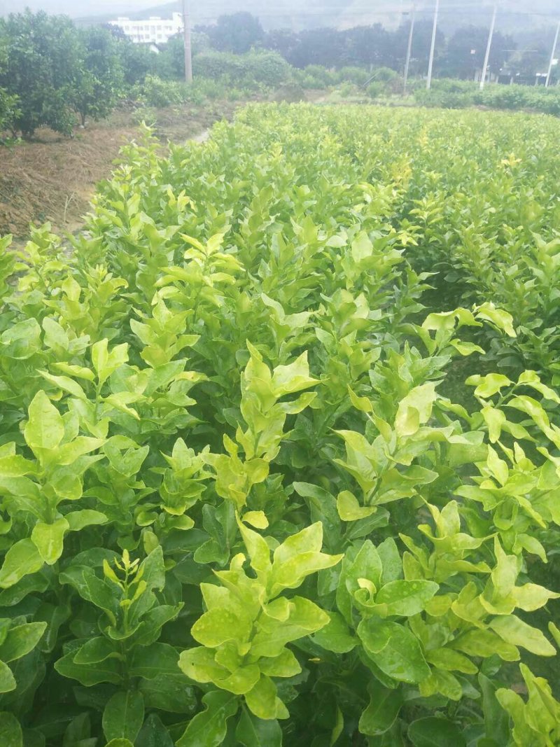 包邮金葵，金秋(沙糖桔)沃柑(香橙，091)苗农直供