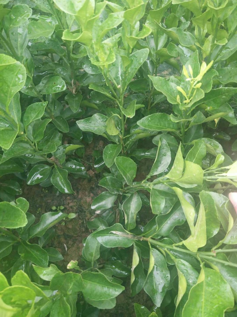 包邮金葵，金秋(沙糖桔)沃柑(香橙，091)苗农直供
