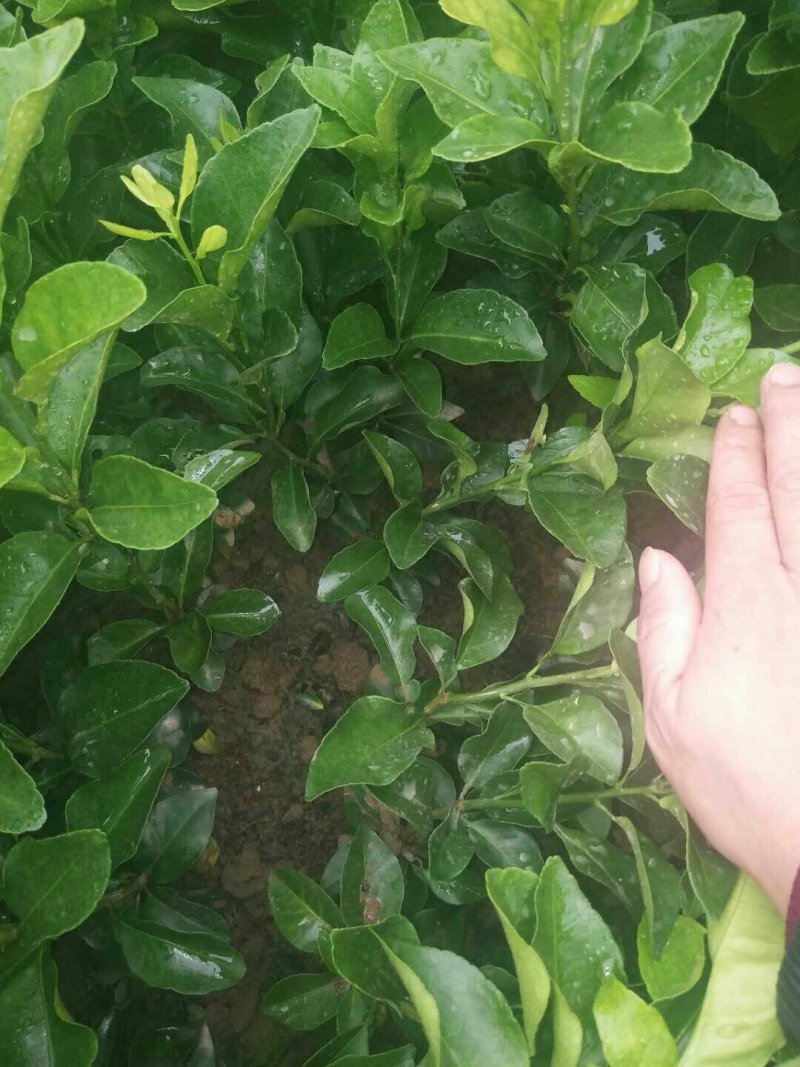 包邮金葵，金秋(沙糖桔)沃柑(香橙，091)苗农直供