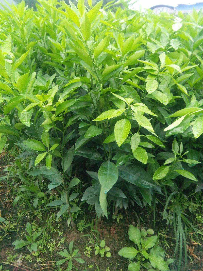 包邮金葵，金秋(沙糖桔)沃柑(香橙，091)苗农直供