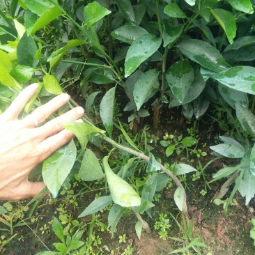 包邮金葵，金秋(沙糖桔)沃柑(香橙，091)苗农直供