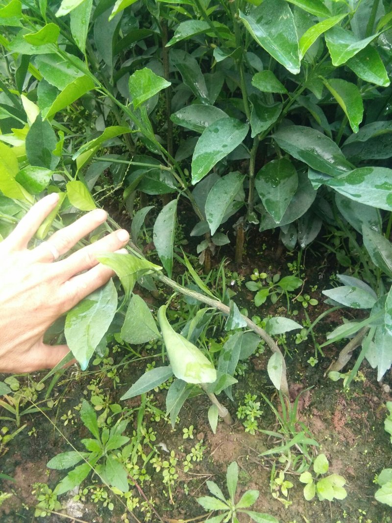 包邮金葵，金秋(沙糖桔)沃柑(香橙，091)苗农直供