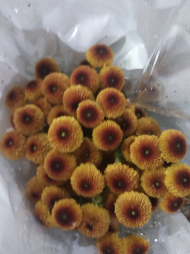 小雏菊