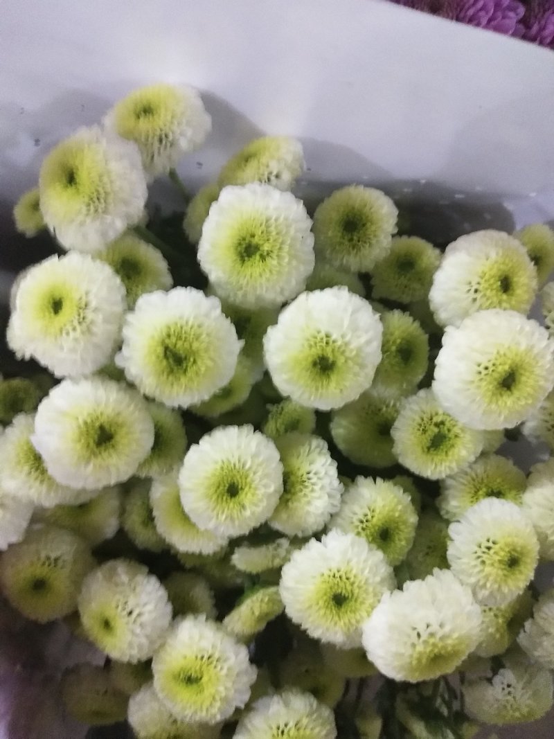 小雏菊