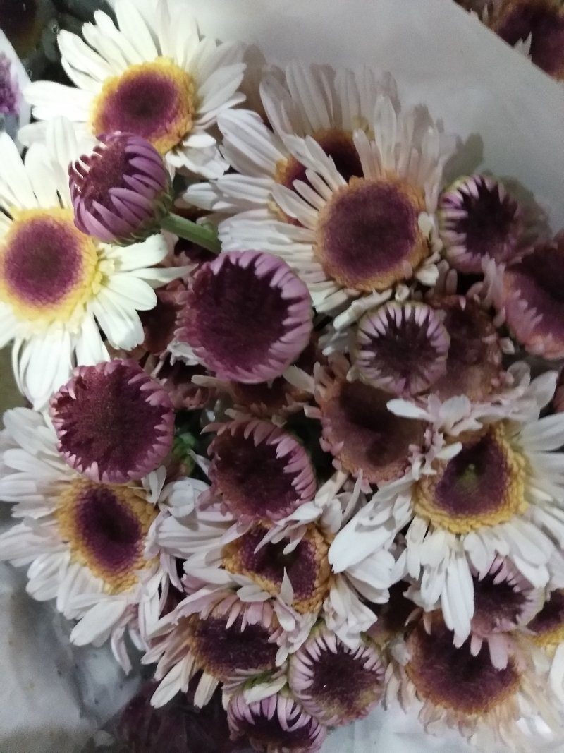 小雏菊