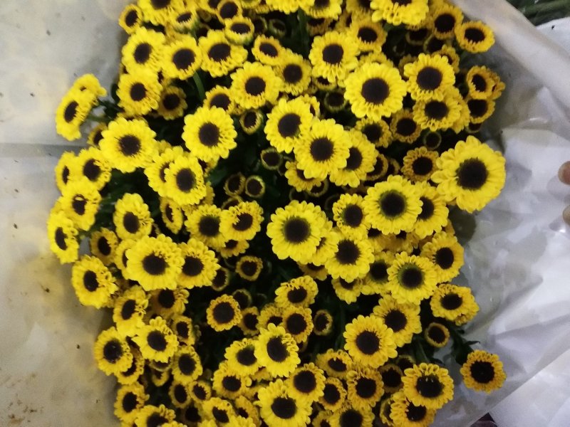 小雏菊