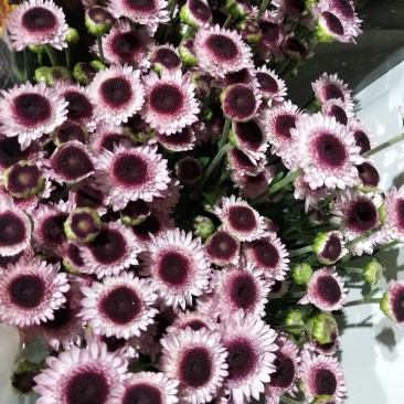 小雏菊