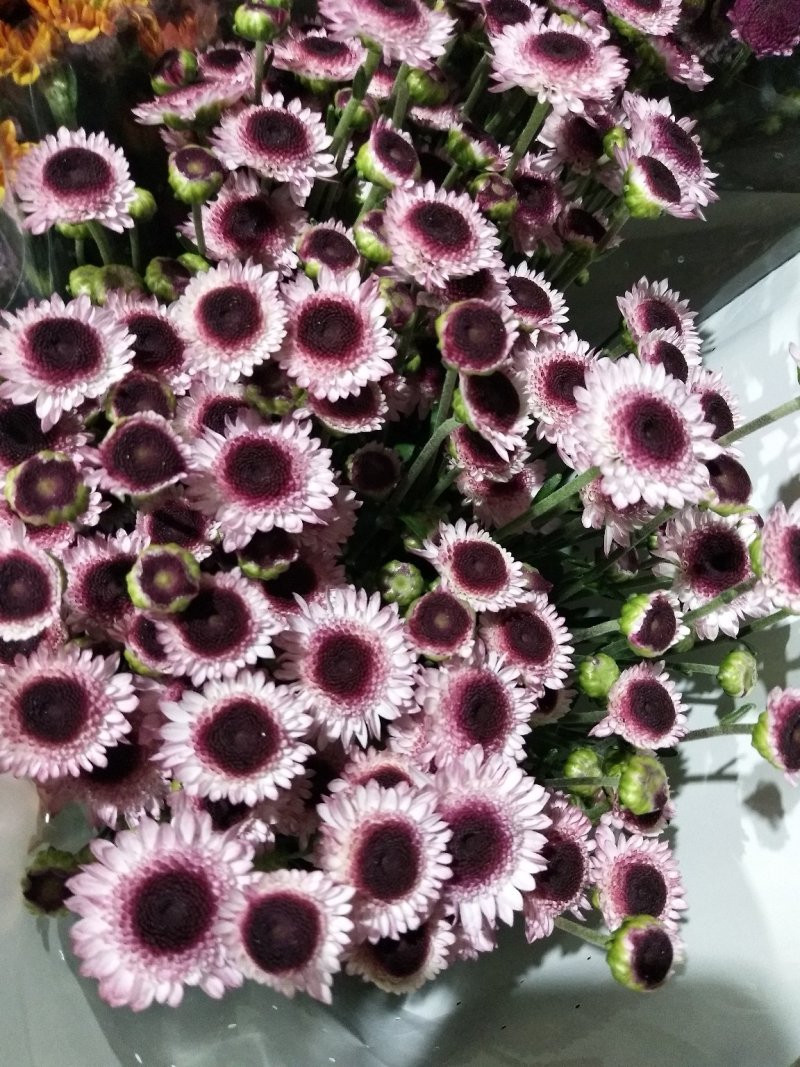 小雏菊