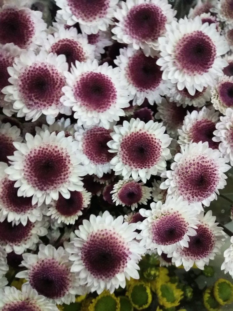 小雏菊