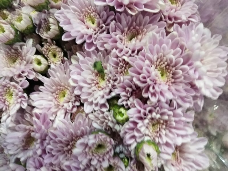 小雏菊