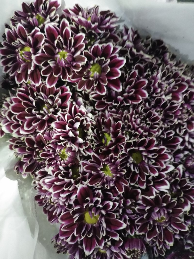 小雏菊