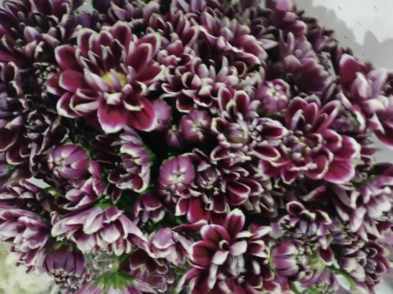 小雏菊