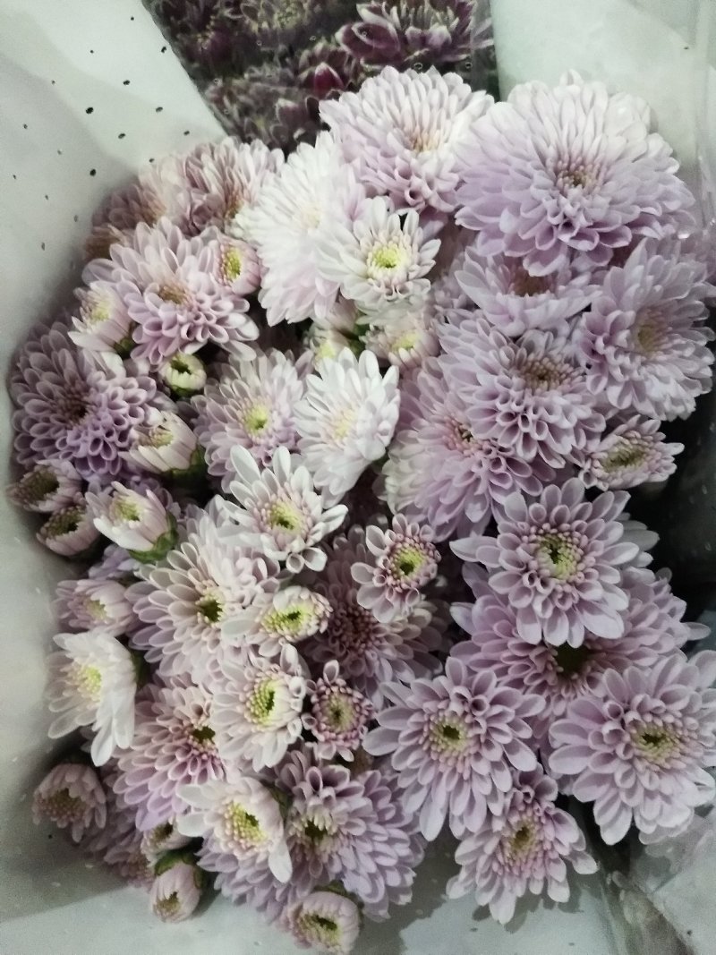 小雏菊