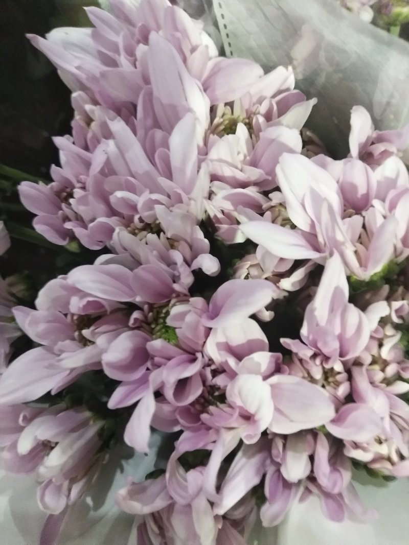 小雏菊