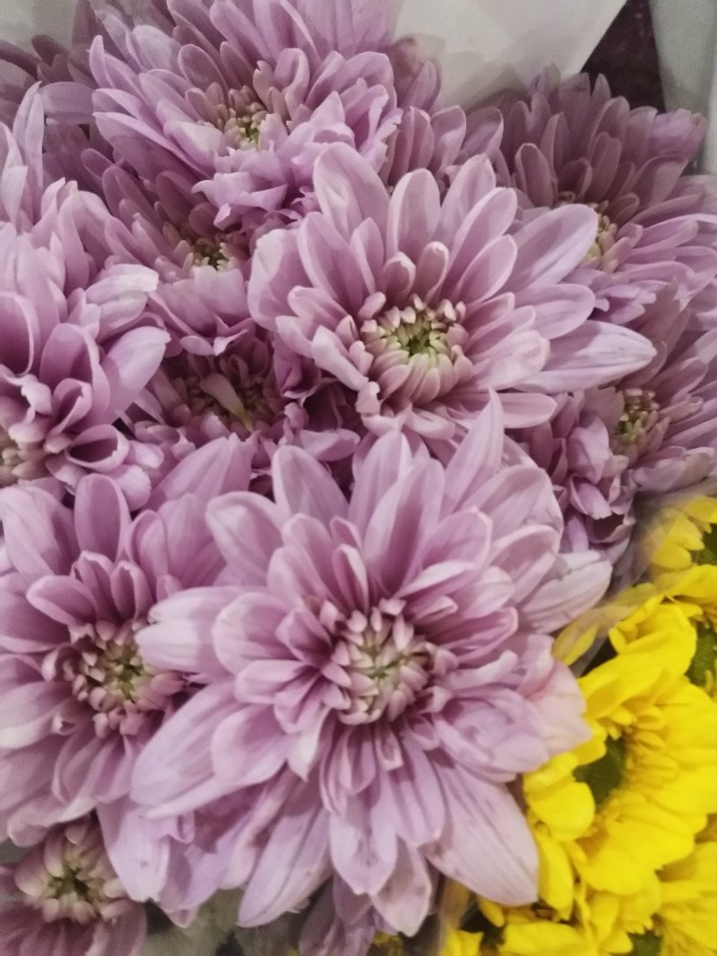 小雏菊