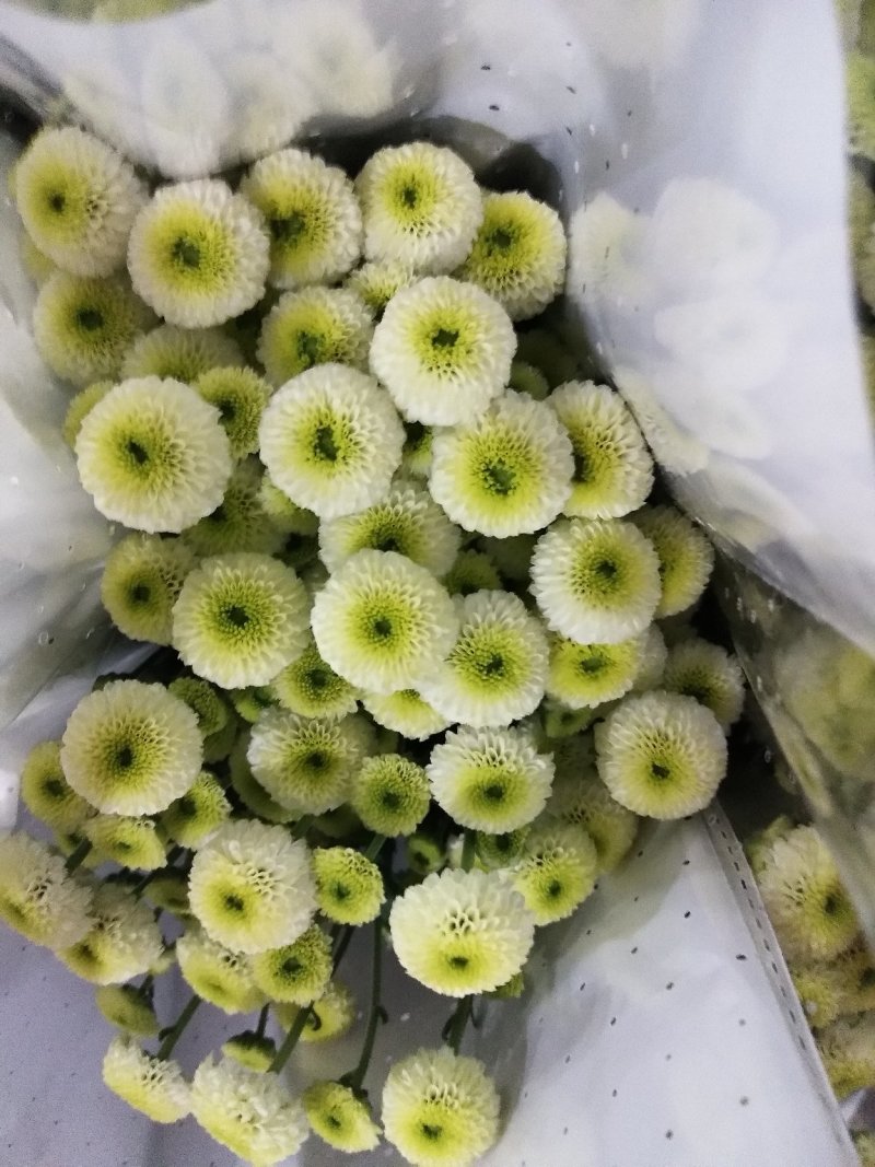 小雏菊