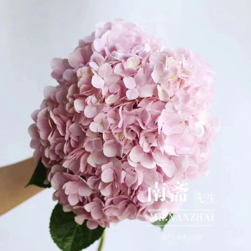 绣球，向日葵