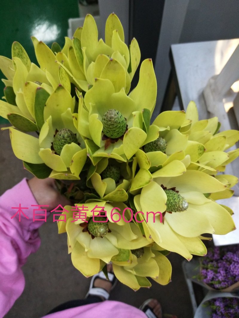 腊梅，帝王