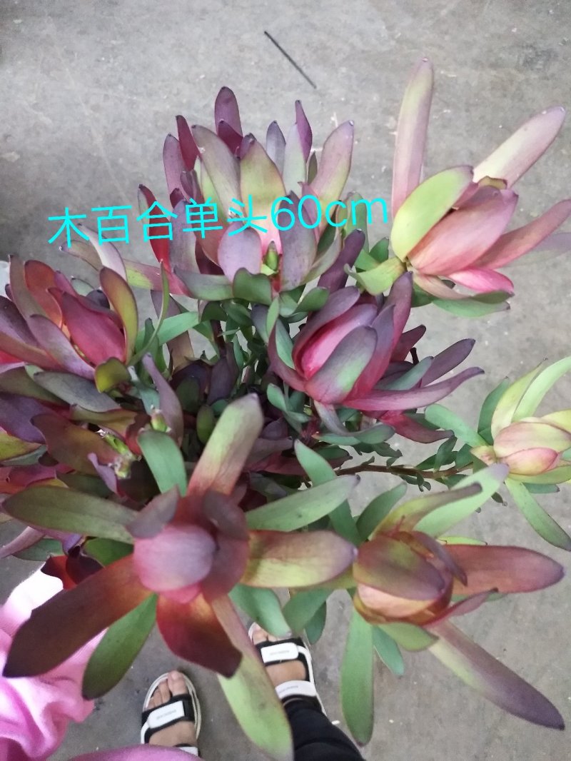 腊梅，帝王