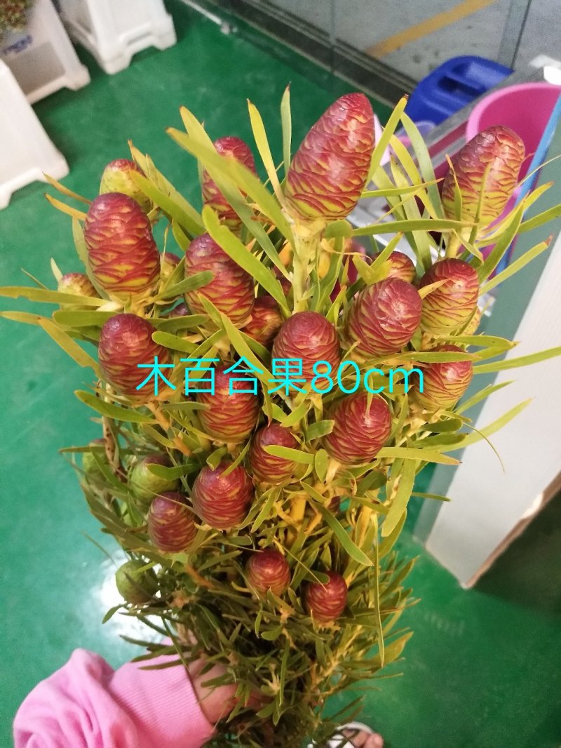 腊梅，帝王