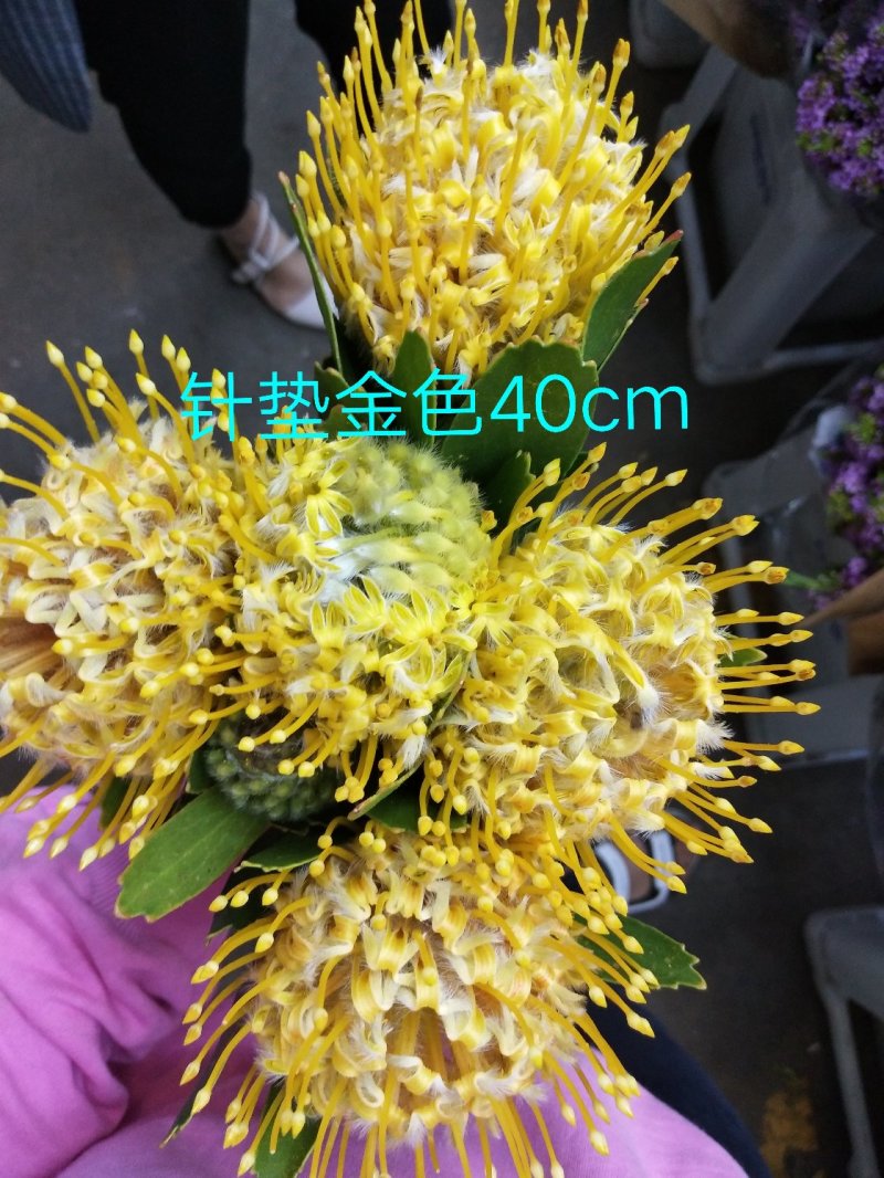 腊梅，帝王
