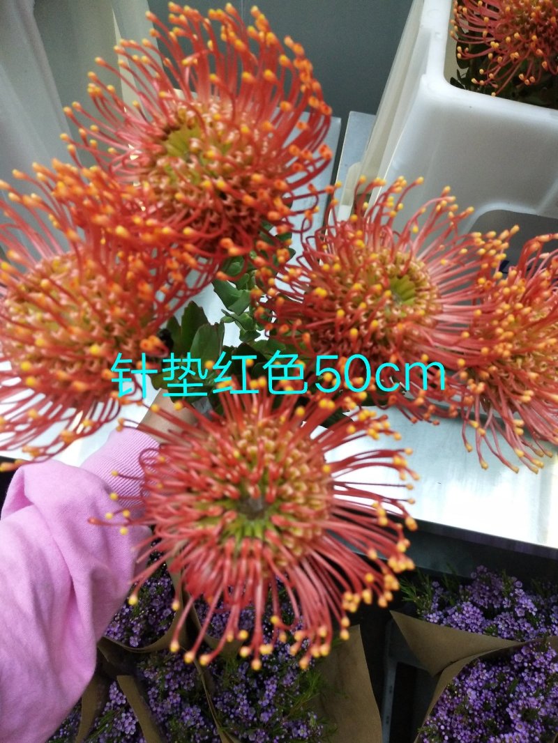 腊梅，帝王