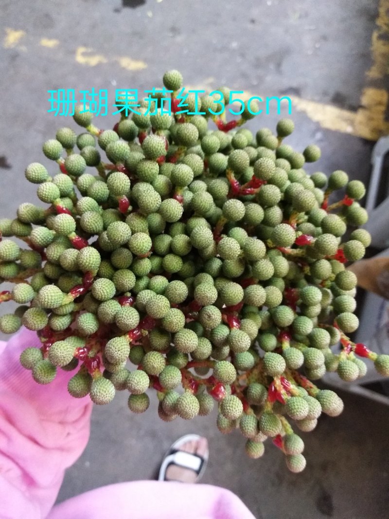 腊梅，帝王