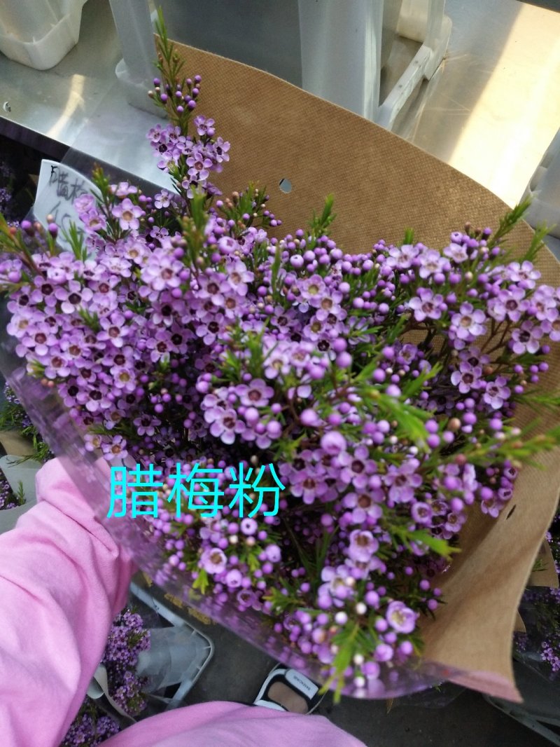 腊梅，帝王