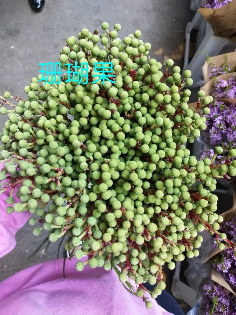 腊梅，帝王