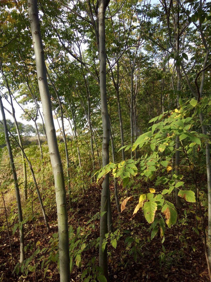 栾树