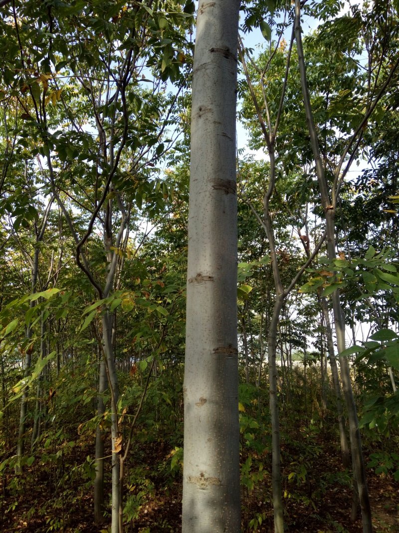 栾树