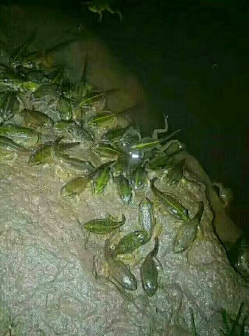 青蛙，蝌蚪