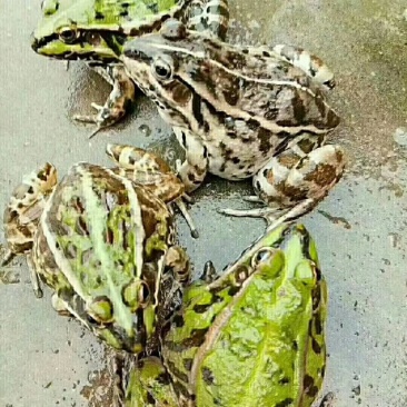 青蛙，蝌蚪