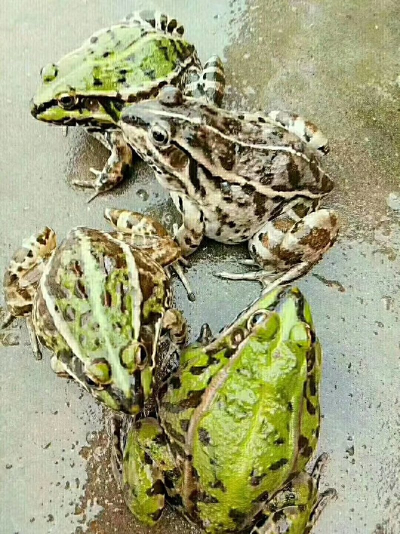 青蛙，蝌蚪