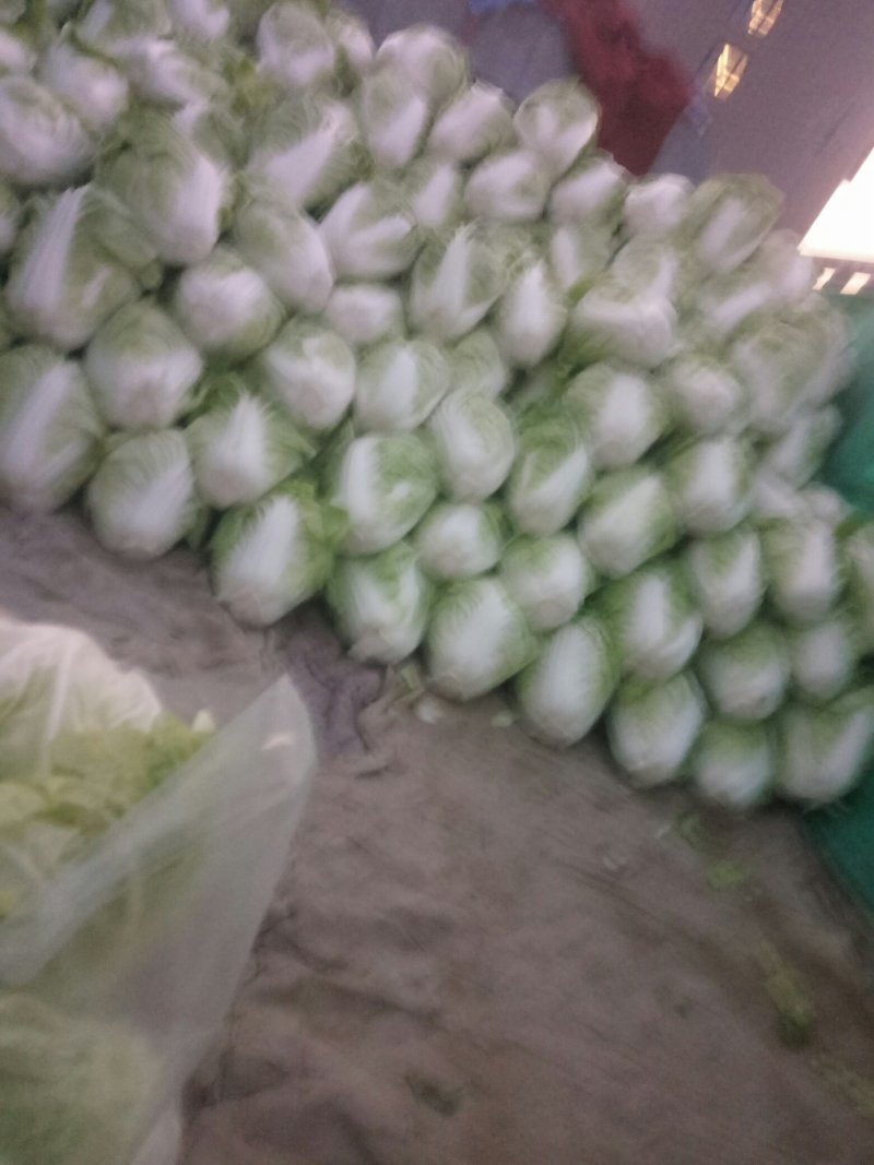 精品优质大白菜产地直发，商超**！