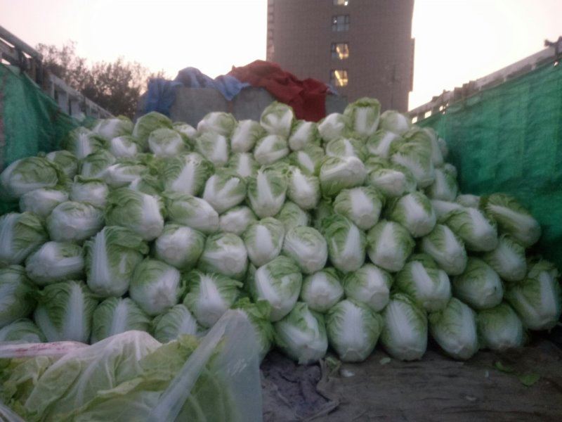 精品优质大白菜产地直发，商超**！