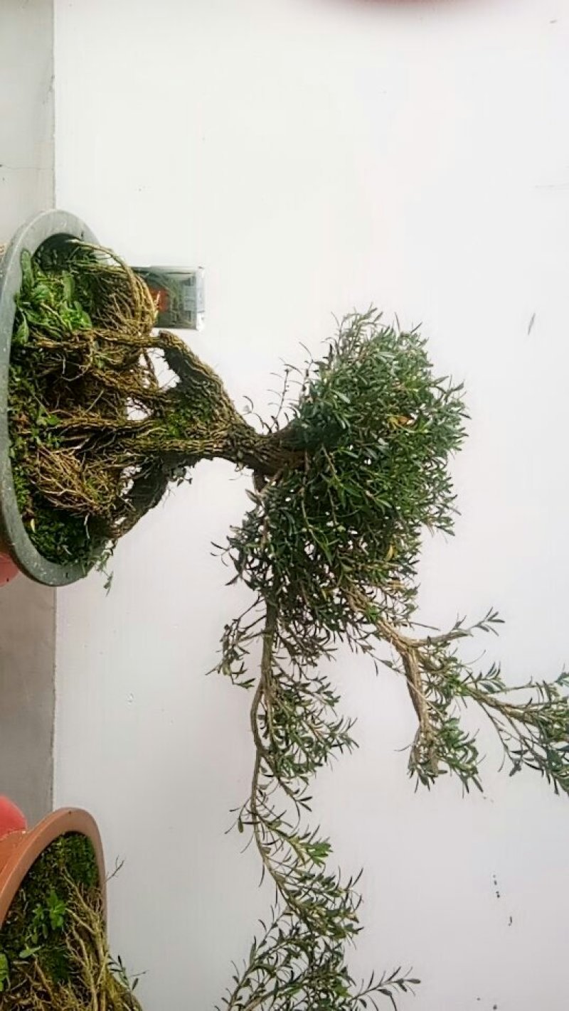 雀舌黄杨。