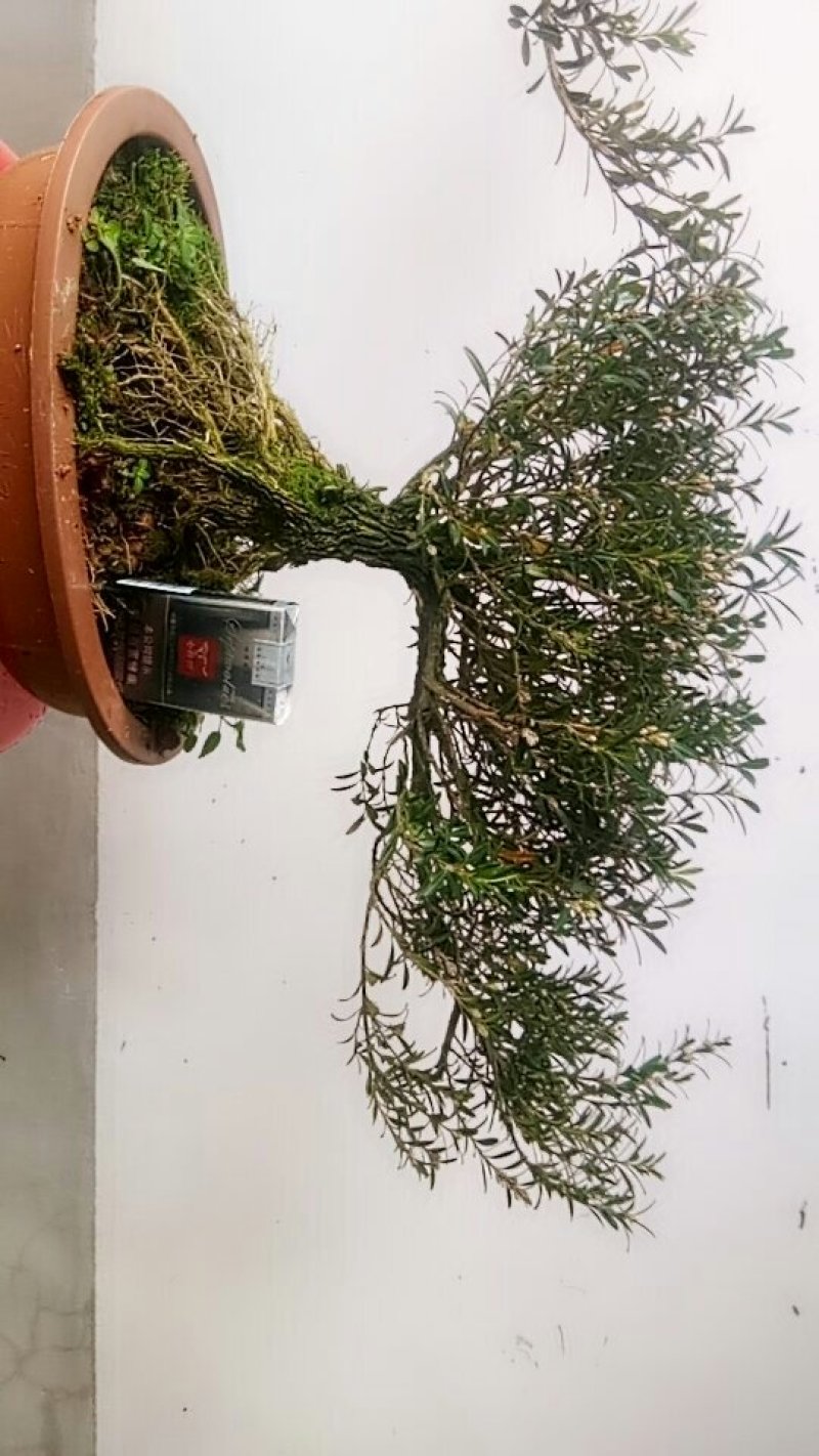 雀舌黄杨。