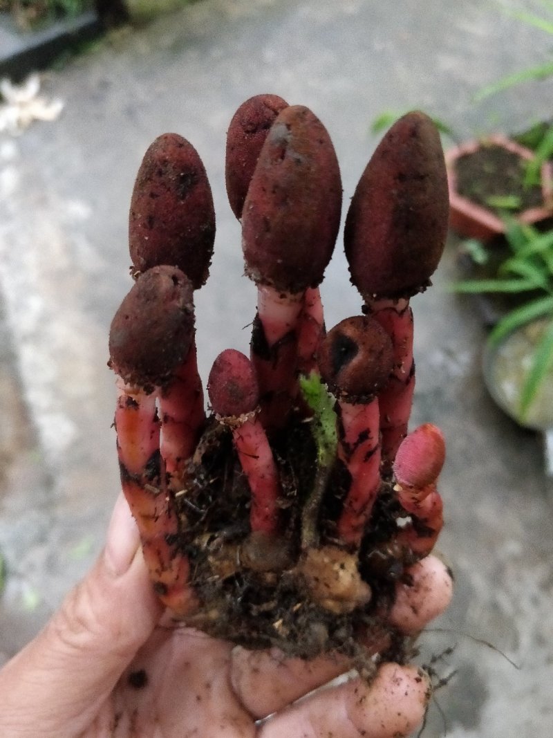回春草