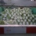 优质868大白菜净菜4~6斤一手货源。优质大白菜